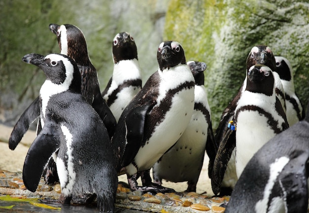 Foto pinguïns
