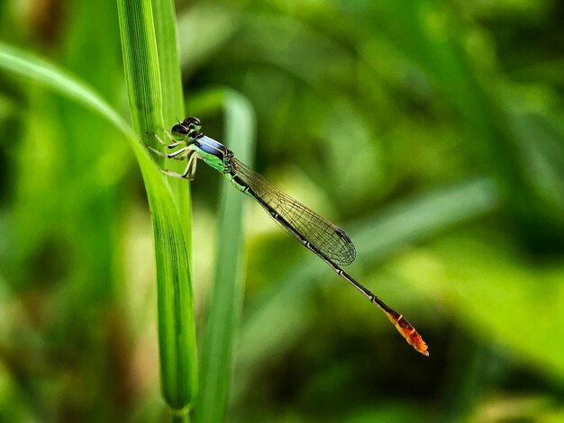 Pinhead wisp dragonfly