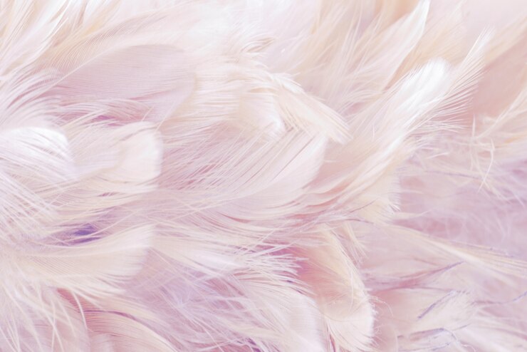 Photo pink abstract background bird and chickens feather texture