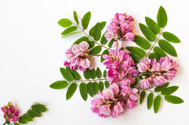 Pink acacia on a white background. Card