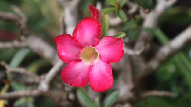 Foto fiori di adenium rosa che sbocciano perfettamente in estate. kamboja jepang, adenium obesum.