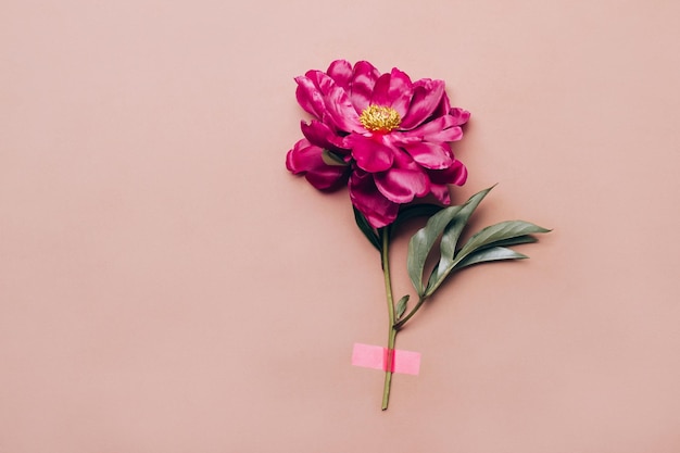 Pink adhesive tape attaches peony flower on pastel background Minimal creative holiday concept front view