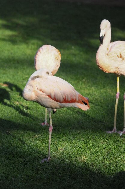 Pink Adult Flamingo on a Grass Ground