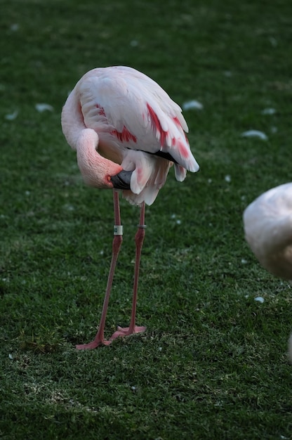 Photo pink adult flamingo