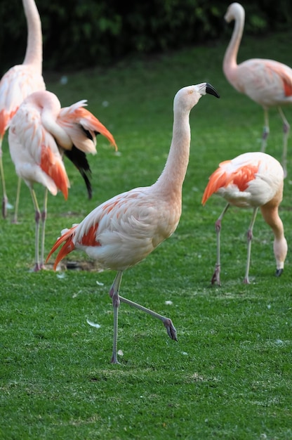 Pink Adult Flamingo