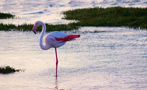 Pink african lonely flamingo walks through the lagoon