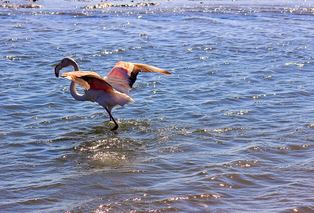 Pink african lonely flamingo walks through the lagoon