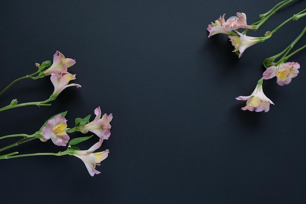 Photo pink alstroemeria flower on black background. spring blossom