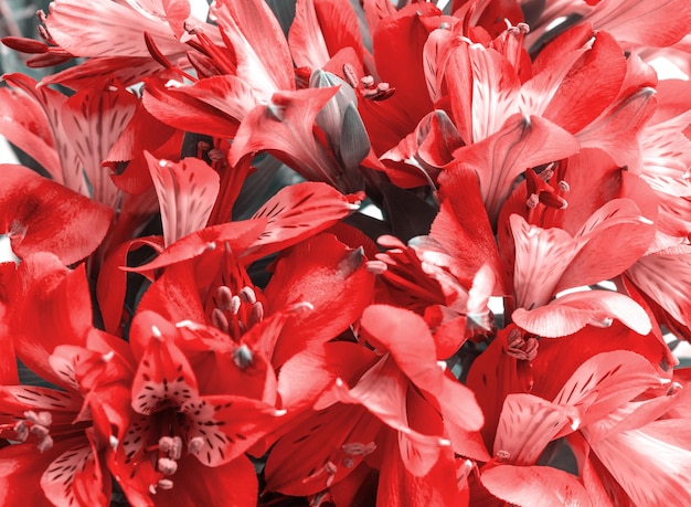 Pink alstroemeria flowers bouquet closeup floral background lily of incas