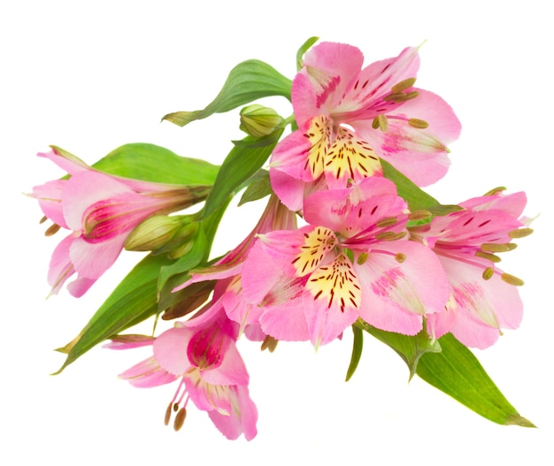 Pink  alstroemeria flowers isolated on white background