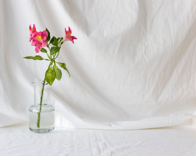 Pink alstroemeria flowers in transparent vase against white curtain backdrop