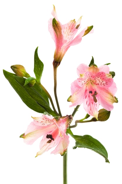 Alstroemeria rosa