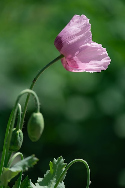 여름날 녹색 배경에 분홍색과 보라색 꽃이 만발한 양귀비