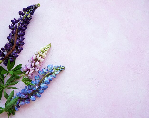 写真 ピンクと紫のルピナスの花