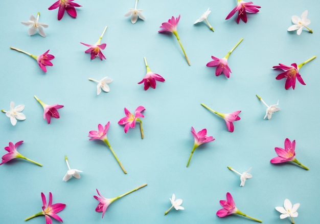 写真 ピンクと白の花。