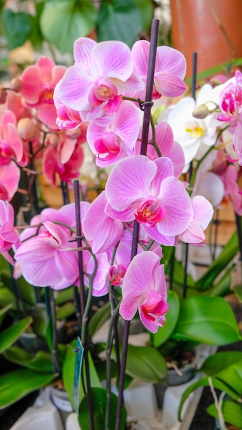 写真 ガーデンショップのピンクと白のオルキッド ⁇ ストアで売られている様々なオルキッド ⁇ 花 ⁇ 温室のオルキッド
