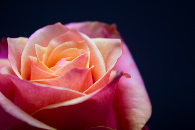 Фото Розовая и желтая роза