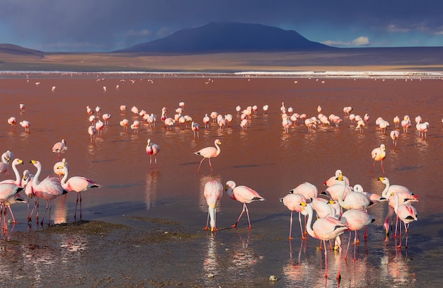 Pink Andean flamingos in Laguna Colorada Eduardo Avaroa National Reserve Bolivia