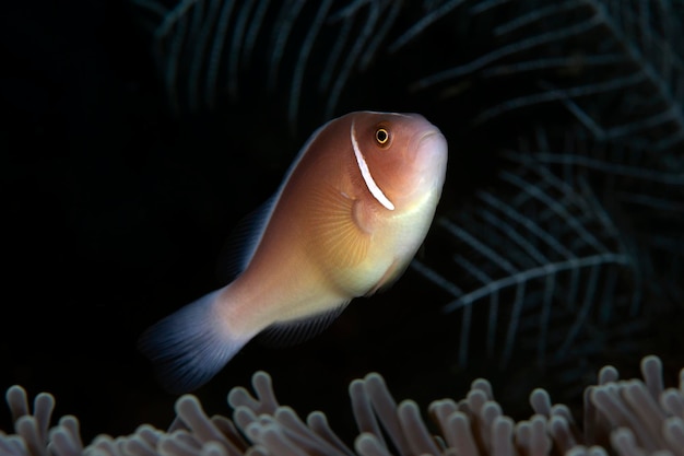 Pink Anemonefish - Amphiprion perideraion levend in een anemoon. Zeeleven van Tulamben, Bali.