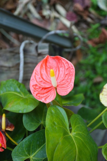 Pink anthurium blooming in the backyard