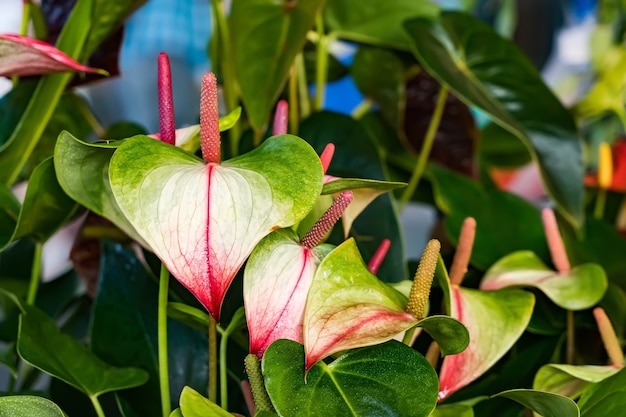 庭に咲くピンクのアンスリウムの花。