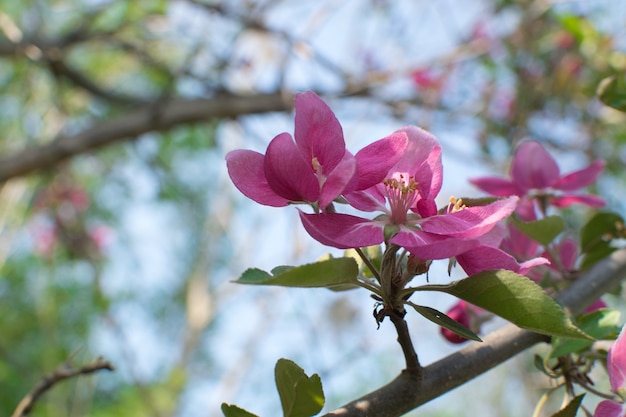 ピンクのリンゴの花のクローズアップ