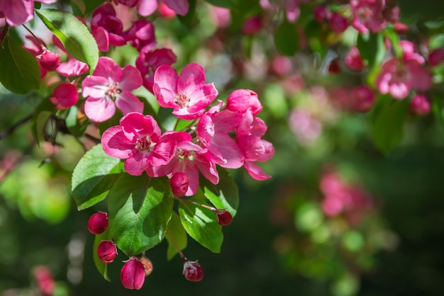 Pink apple flowers and green leaves