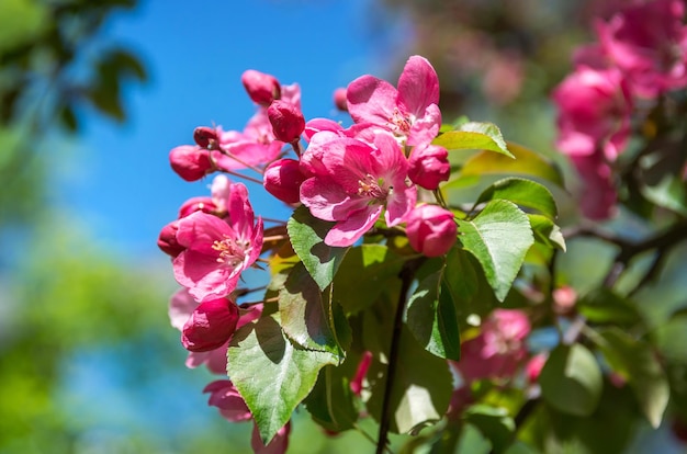 Pink apple flowers and green leaves