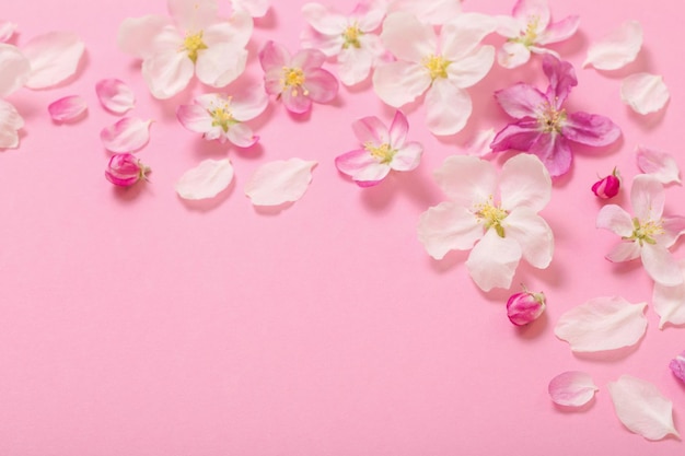 Pink  apple flowers on pink background