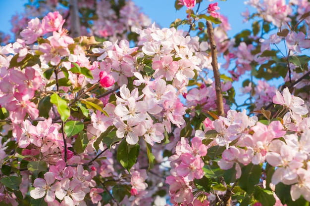 Pink apple flowers, spring background