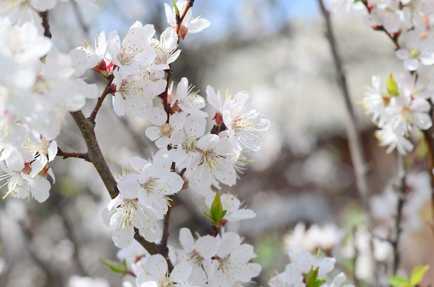 Pink Apple Tree Blossoms with white flowers on blue sky background