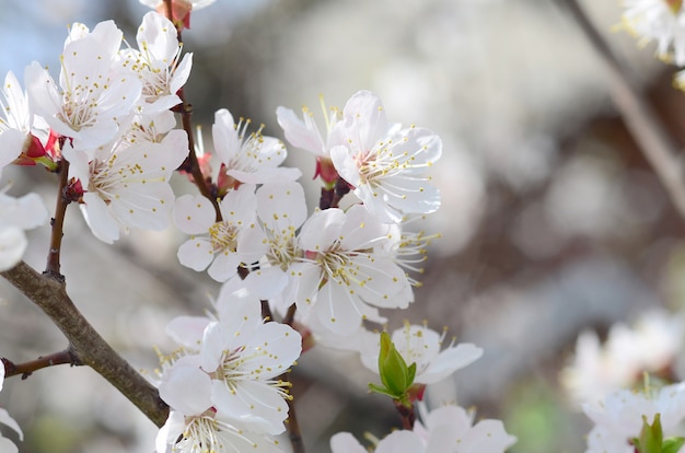 青い空に白い花とピンクのリンゴの木の花