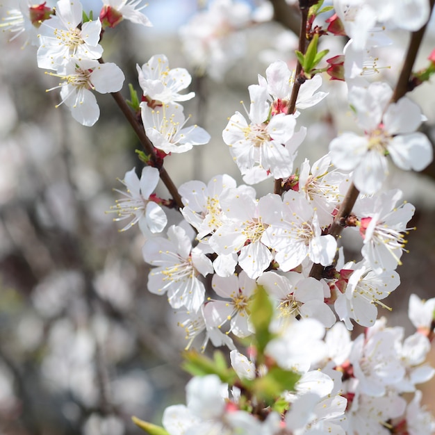 白い花とピンクのリンゴの木の花