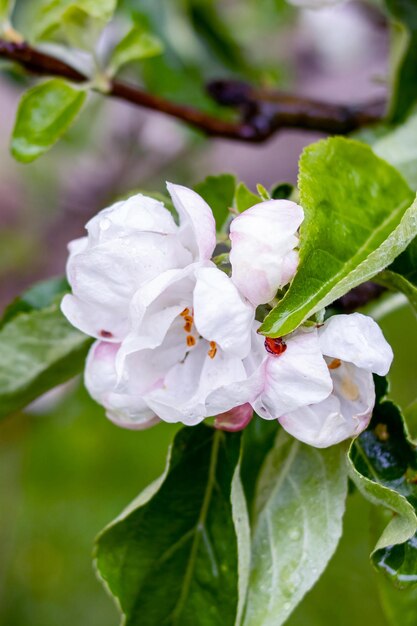 ピンクのリンゴの木の花と水滴