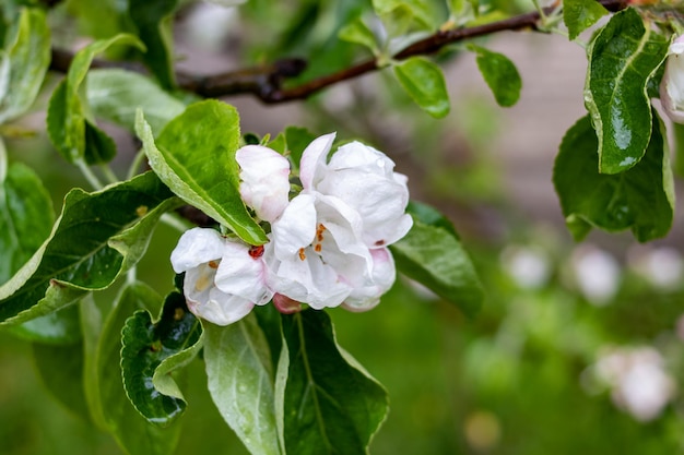 Pink Apple Tree Flowers and Water Drops