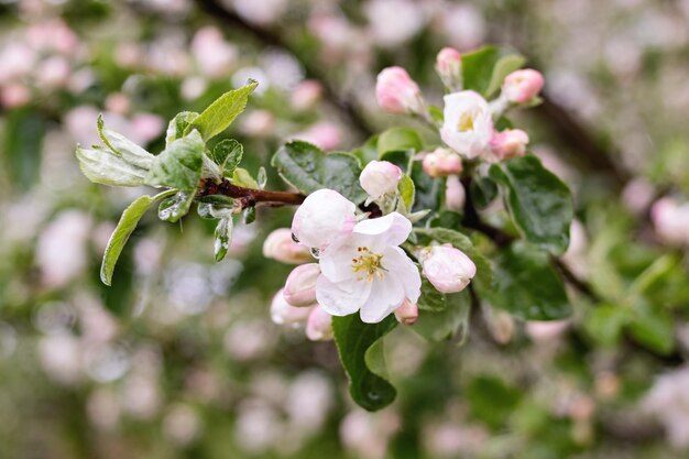 Pink Apple Tree Flowers and Water Drops