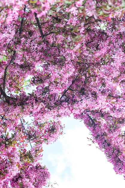 Pink apple tree flowers with blue sky background