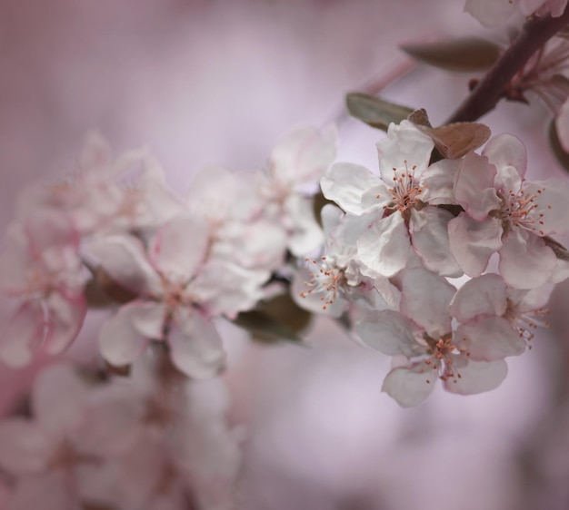 Pink apple tree flowers