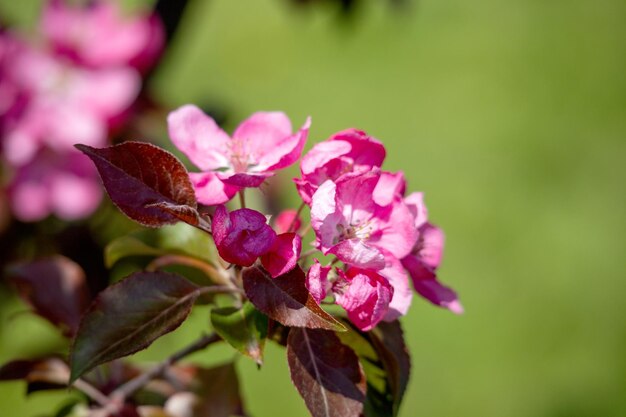 A pink apple tree with a green background