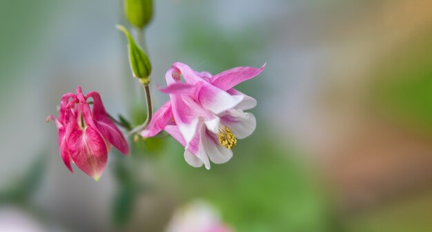 Pink aquilegia flowers in a garden.