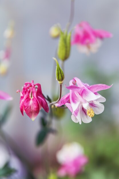 Pink aquilegia flowers in a garden.