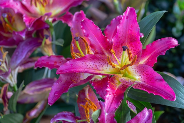 Pink Asiatic lilies in a garden