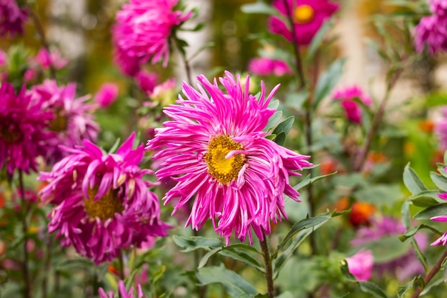 Pink aster flower in drops of rain among green leaves