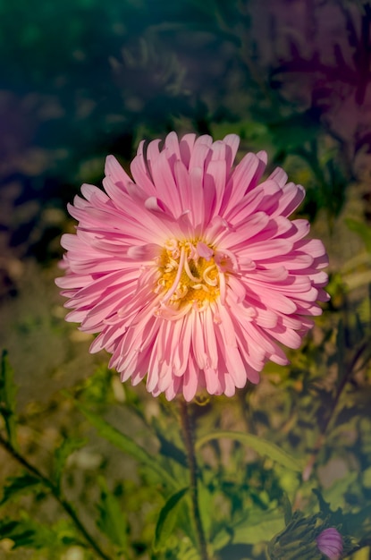 Pink aster growing in the flowerbed Background with pink asters Aster in the summer garden Beautiful pink aster flower