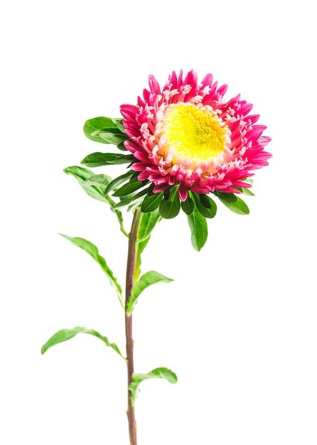 Photo pink aster isolated on white background