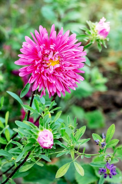 Pink aster with buds in green leaves in flower bed