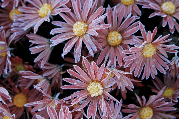Pink asters. Flowers covered with frost close-up