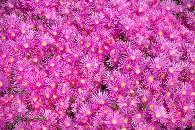 정원 핑크 데이지 질감 바이올렛 카모마일 배경 분홍색과 보라색 이끼 플로의 분홍색 과꽃