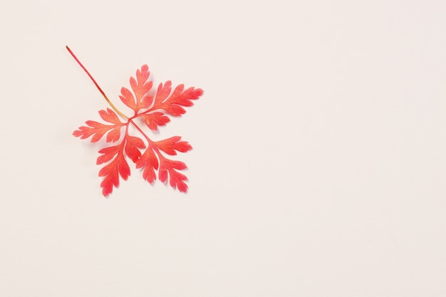 Pink autumn leaf on white background