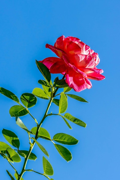 Pink autumn rose against the blue sky